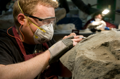 A researcher prepping the fossil for study. (Image: Courtesy of the Royal Tyrrell Museum of Palaeontology, Drumheller, Canada)